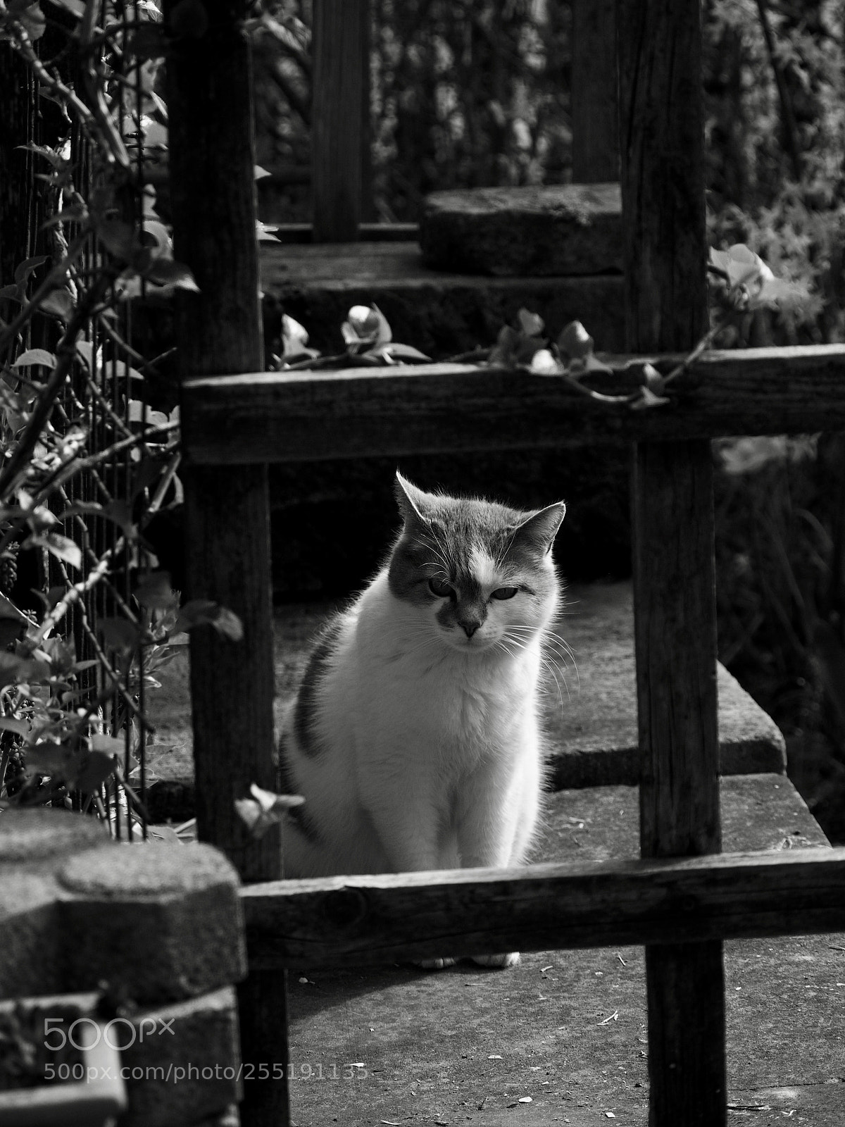 Olympus OM-D E-M10 II sample photo. Blinky photography