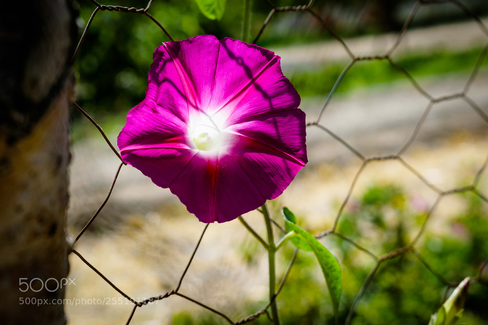 Nikon D3300 sample photo. Rhodamine red in fence... photography