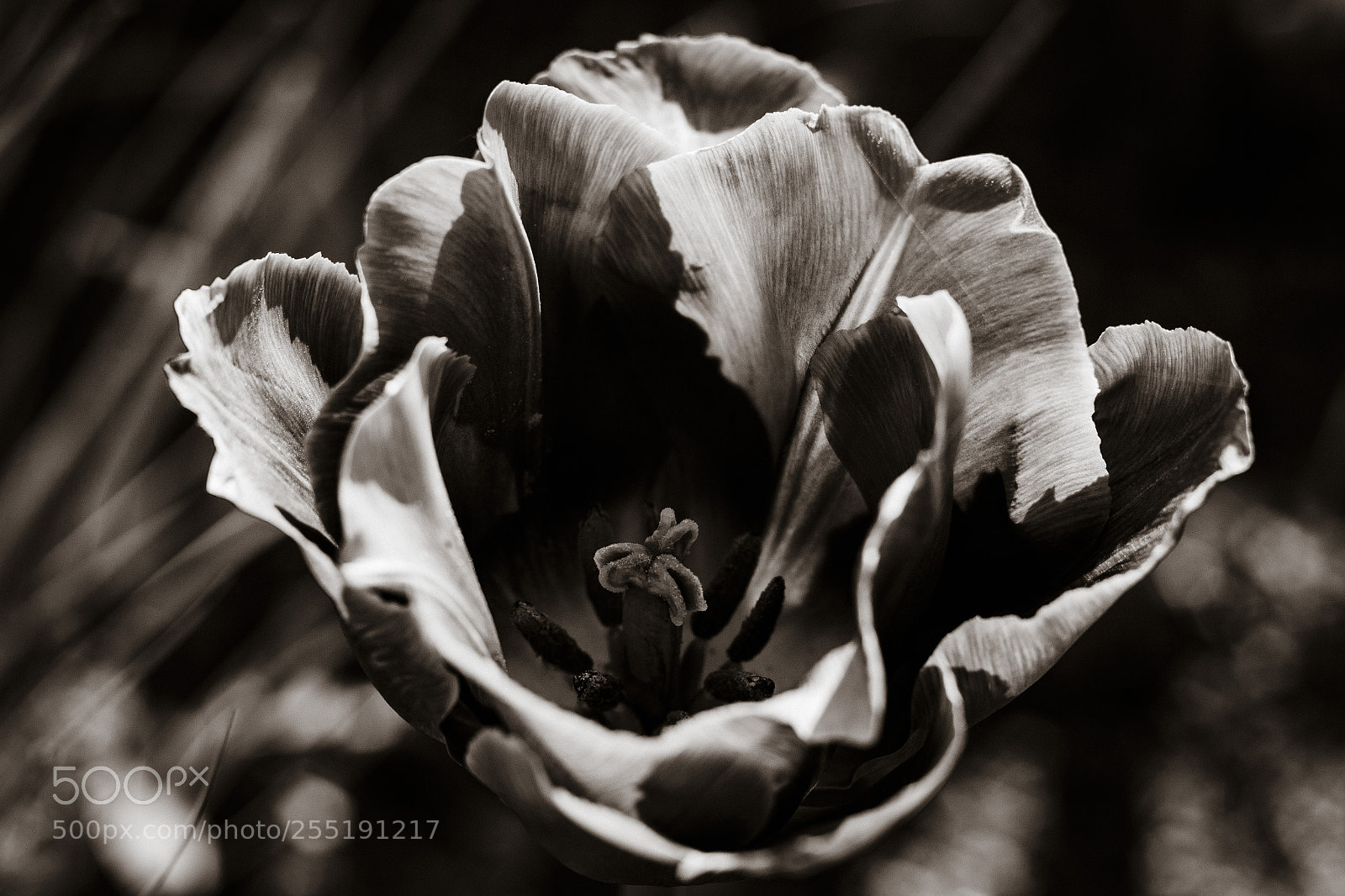 Canon EOS 700D (EOS Rebel T5i / EOS Kiss X7i) sample photo. Tulip in black and photography