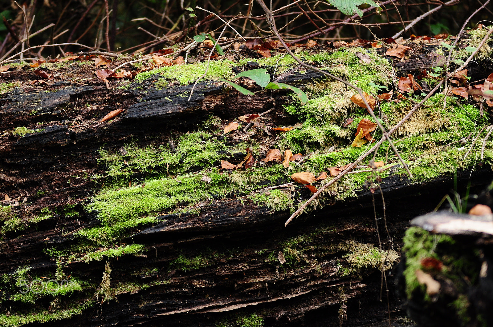 Nikon D90 sample photo. Ashridge estate, national trust, berkhampstead photography