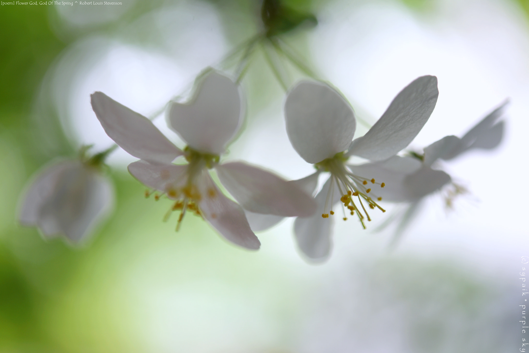 Nikon AF-S Micro-Nikkor 60mm F2.8G ED sample photo. Flower god, god of the spring ** photography