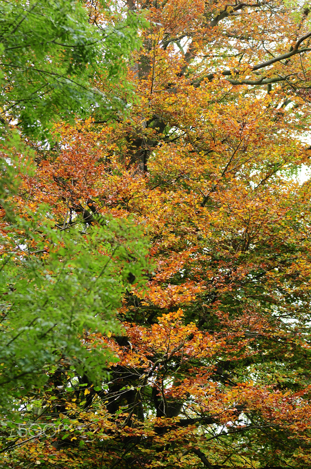 Sigma 70-200mm F2.8 EX DG OS HSM sample photo. Ashridge estate, national trust, berkhampstead photography