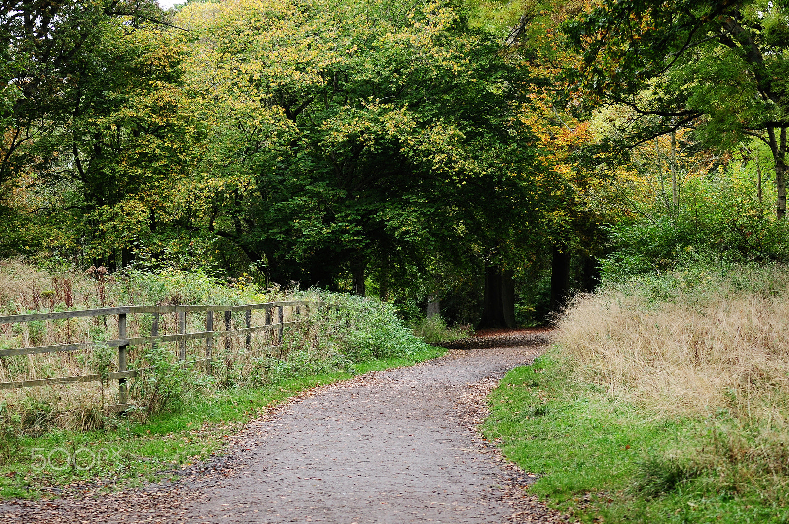 Sigma 70-200mm F2.8 EX DG OS HSM sample photo. Ashridge estate, national trust, berkhampstead photography