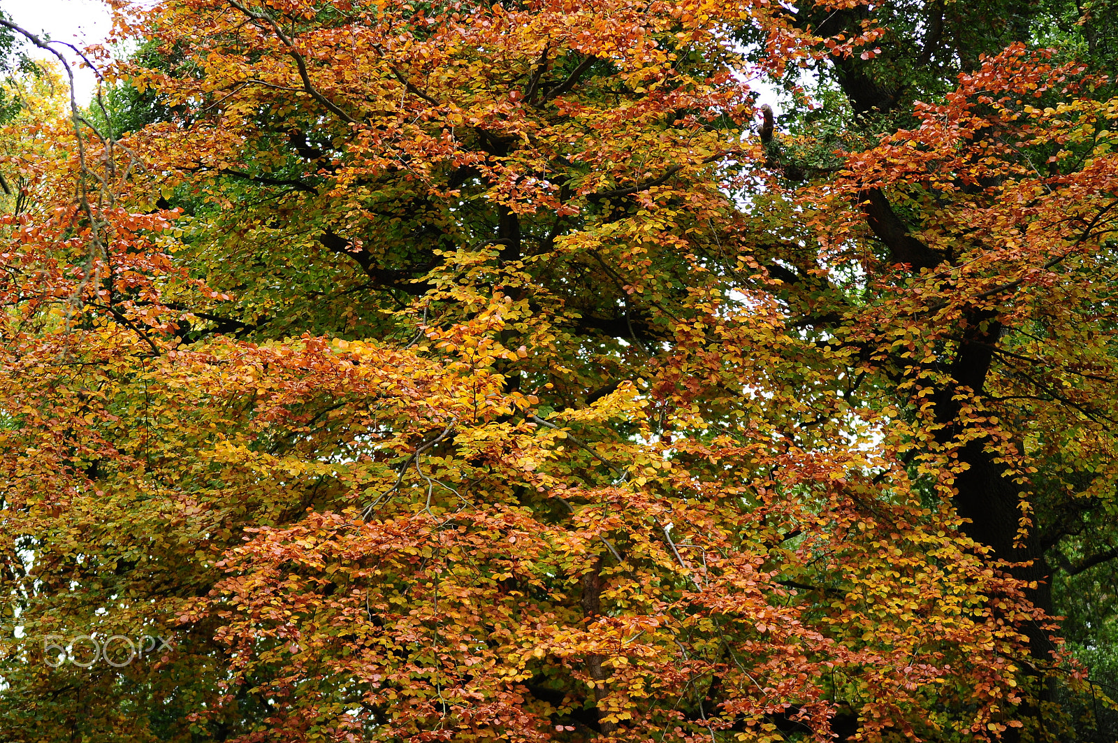 Sigma 70-200mm F2.8 EX DG OS HSM sample photo. Ashridge estate, national trust, berkhampstead photography