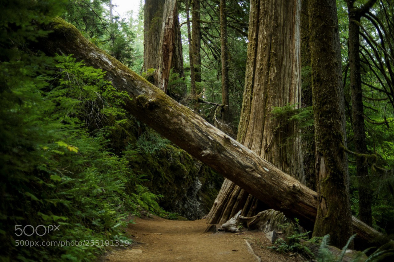 Nikon D800 sample photo. Walking amongst giants photography