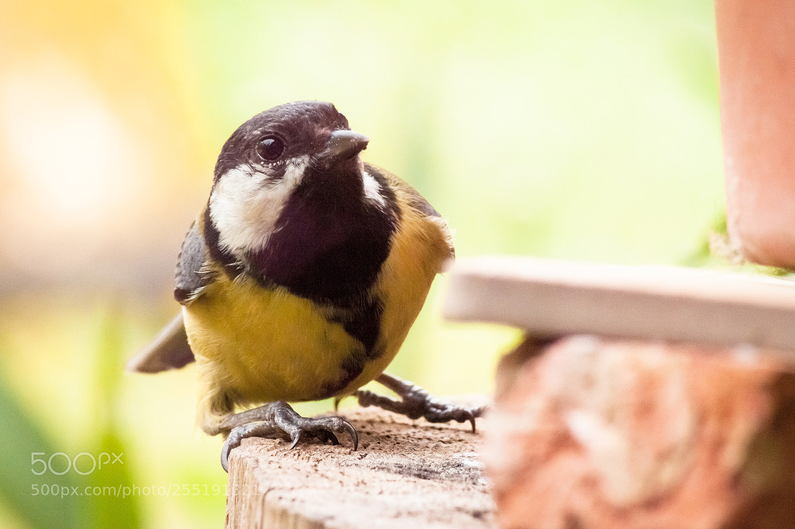 Canon EOS 500D (EOS Rebel T1i / EOS Kiss X3) sample photo. Small bird photography