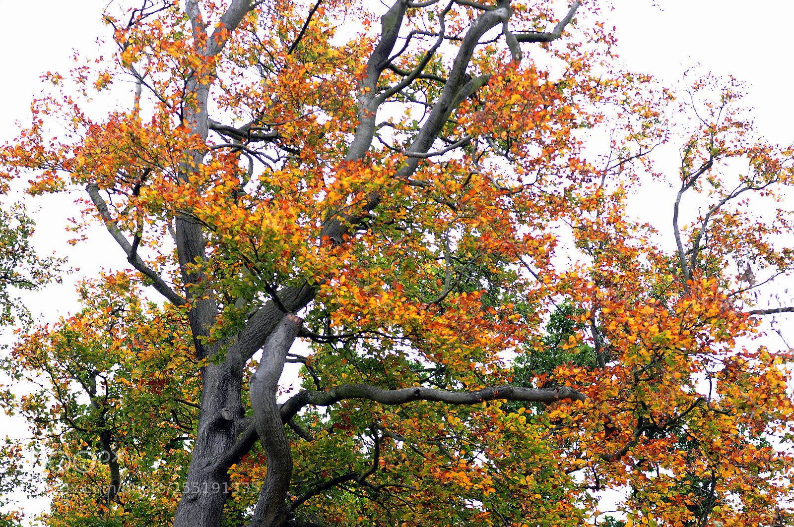Nikon D90 sample photo. Ashridge estate, national trust photography