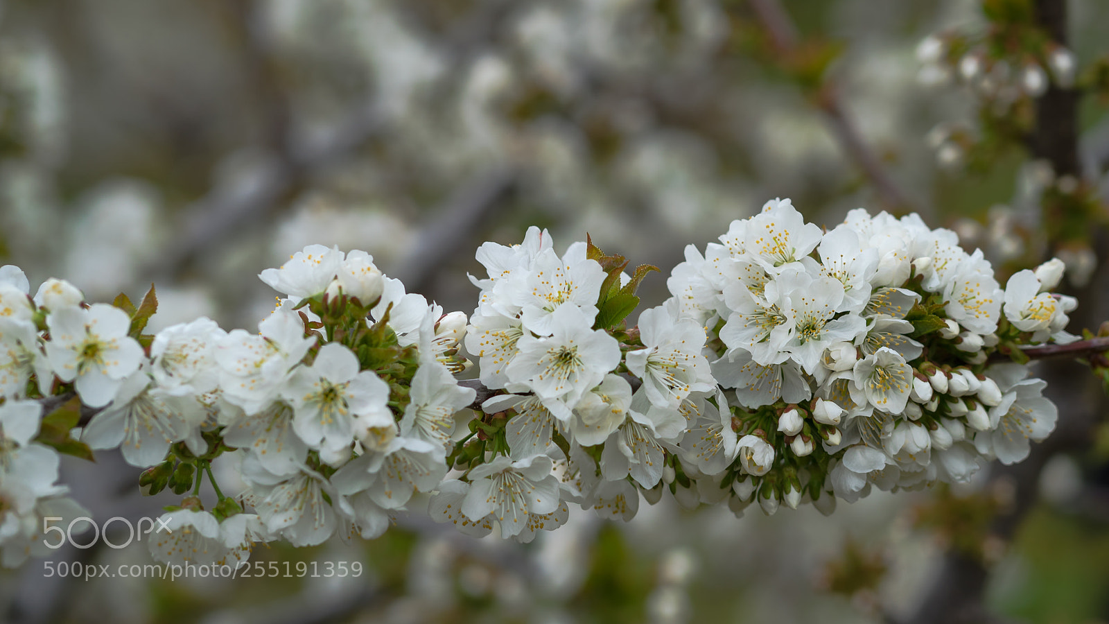 Sony a7 sample photo. Cherry blossoms photography