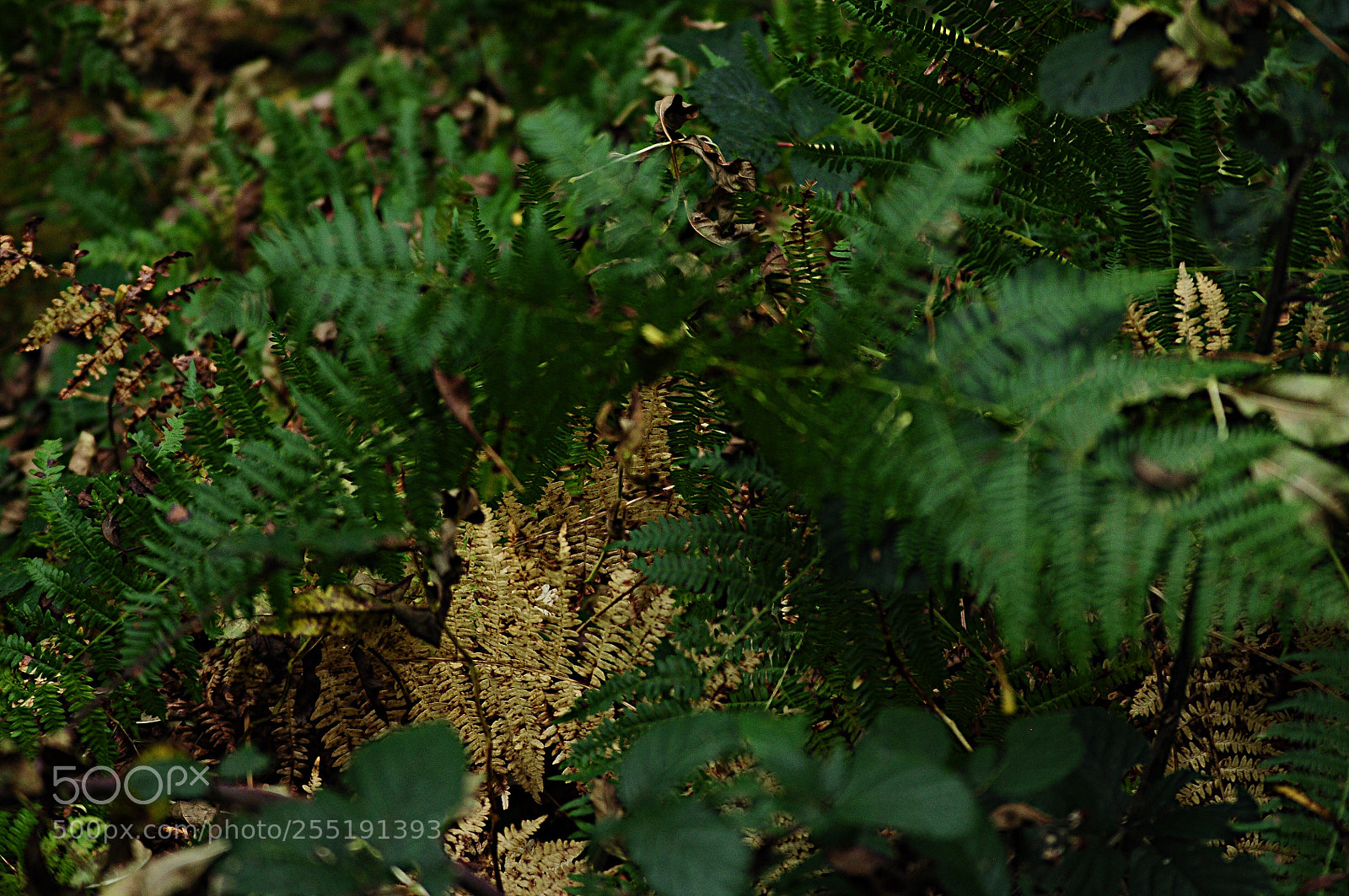 Nikon D90 sample photo. Ashridge estate, national trust photography