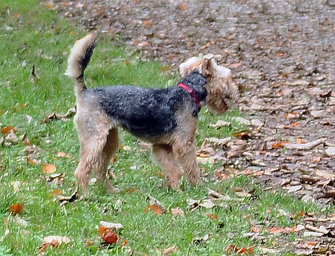 Nikon D90 sample photo. Ashridge estate, national trust photography