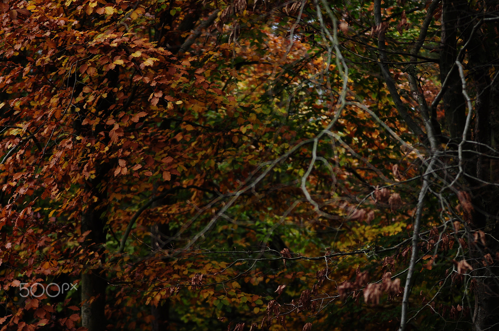 Nikon D90 + Sigma 70-200mm F2.8 EX DG OS HSM sample photo. Ashridge estate, national trust, berkhampstead photography