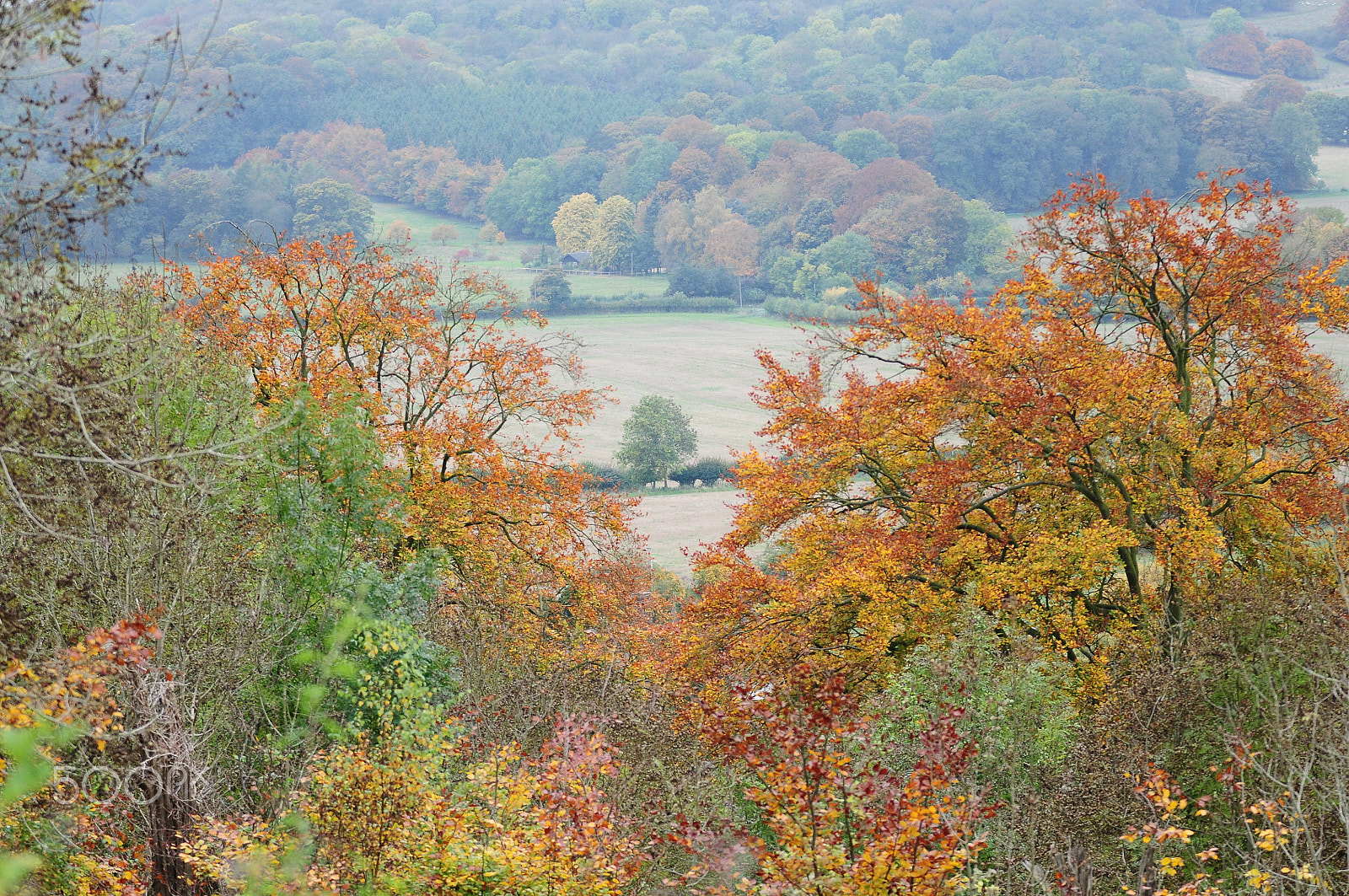 Sigma 70-200mm F2.8 EX DG OS HSM sample photo. Ashridge estate, national trust, berkhampstead photography