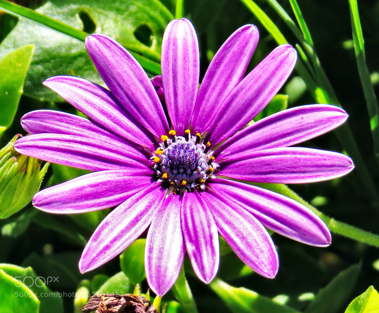 Canon PowerShot SX50 HS sample photo. A purple daisy flower photography