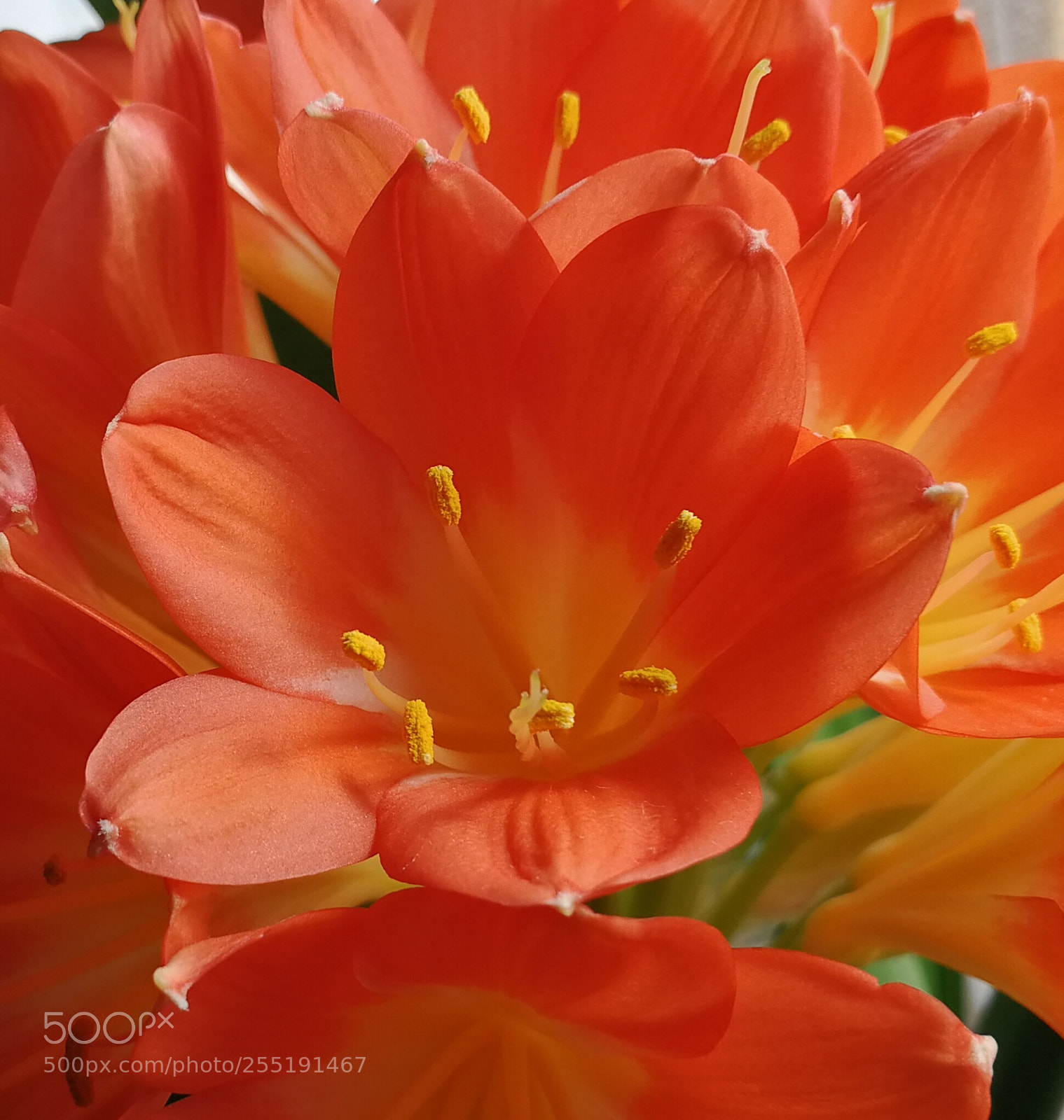 HUAWEI P10 sample photo. Clivia miniata photography