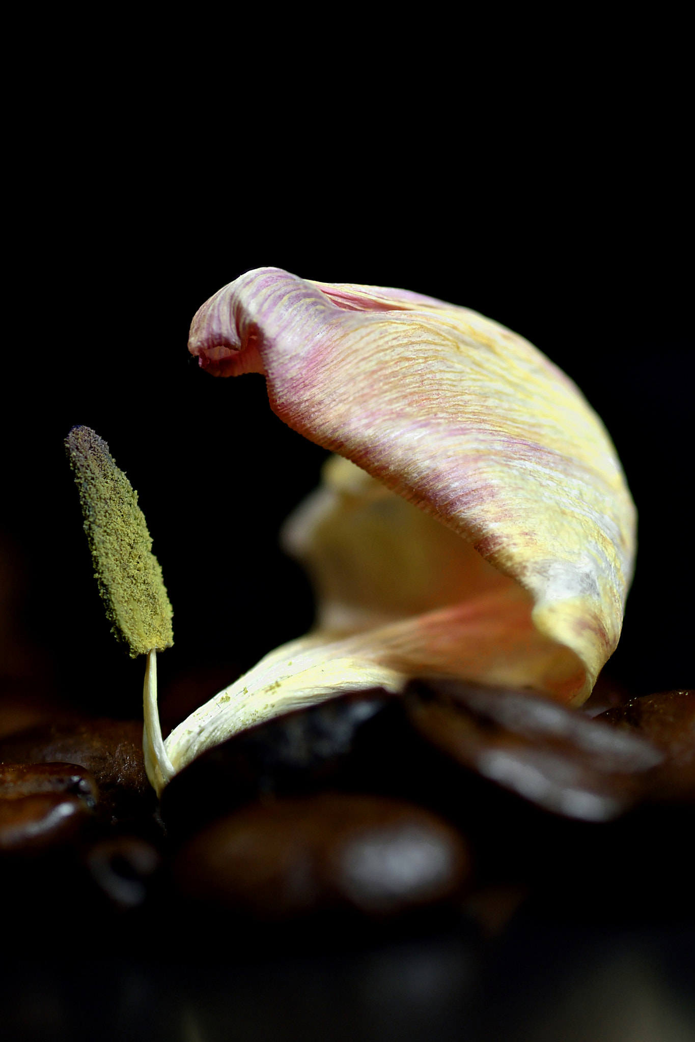 Nikon D5500 sample photo. Stamen and petal photography
