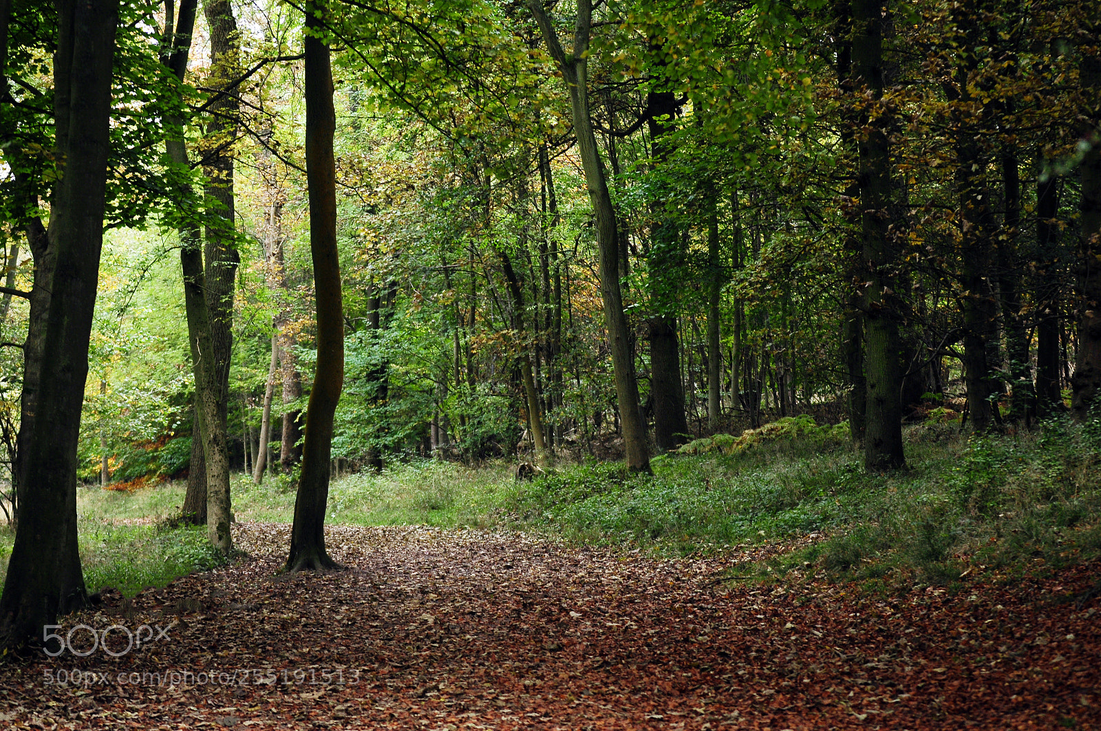 Nikon D90 sample photo. Ashridge estate, national trust photography