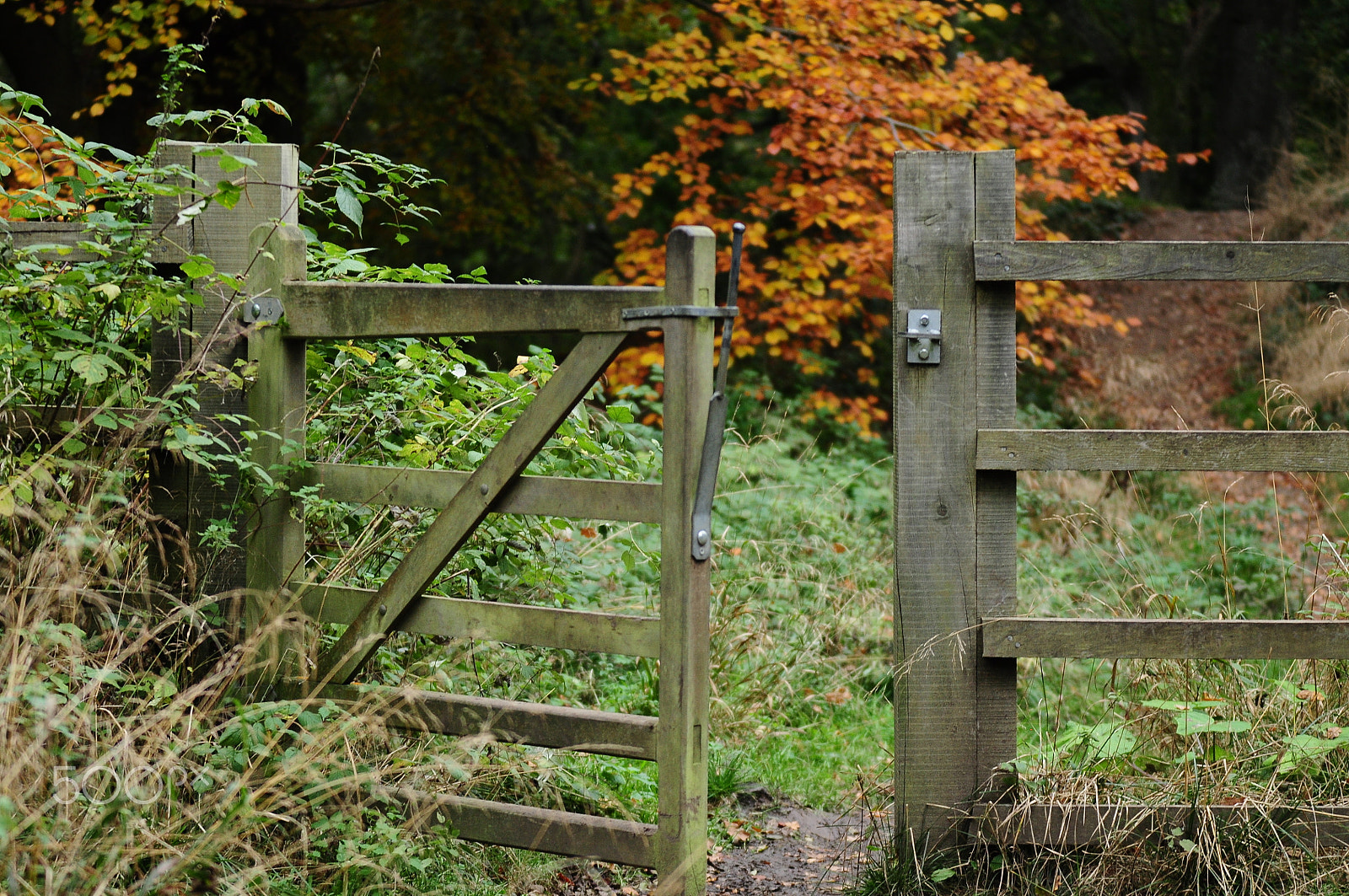 Sigma 70-200mm F2.8 EX DG OS HSM sample photo. Ashridge estate, national trust, berkhampstead photography