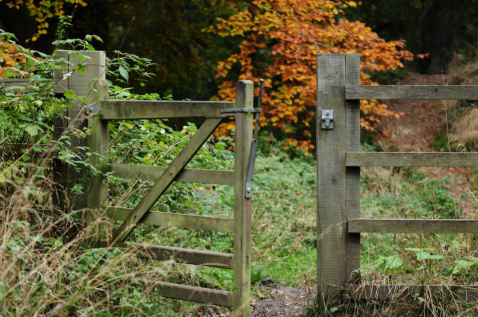 Nikon D90 + Sigma 70-200mm F2.8 EX DG OS HSM sample photo. Ashridge estate, national trust, berkhampstead photography