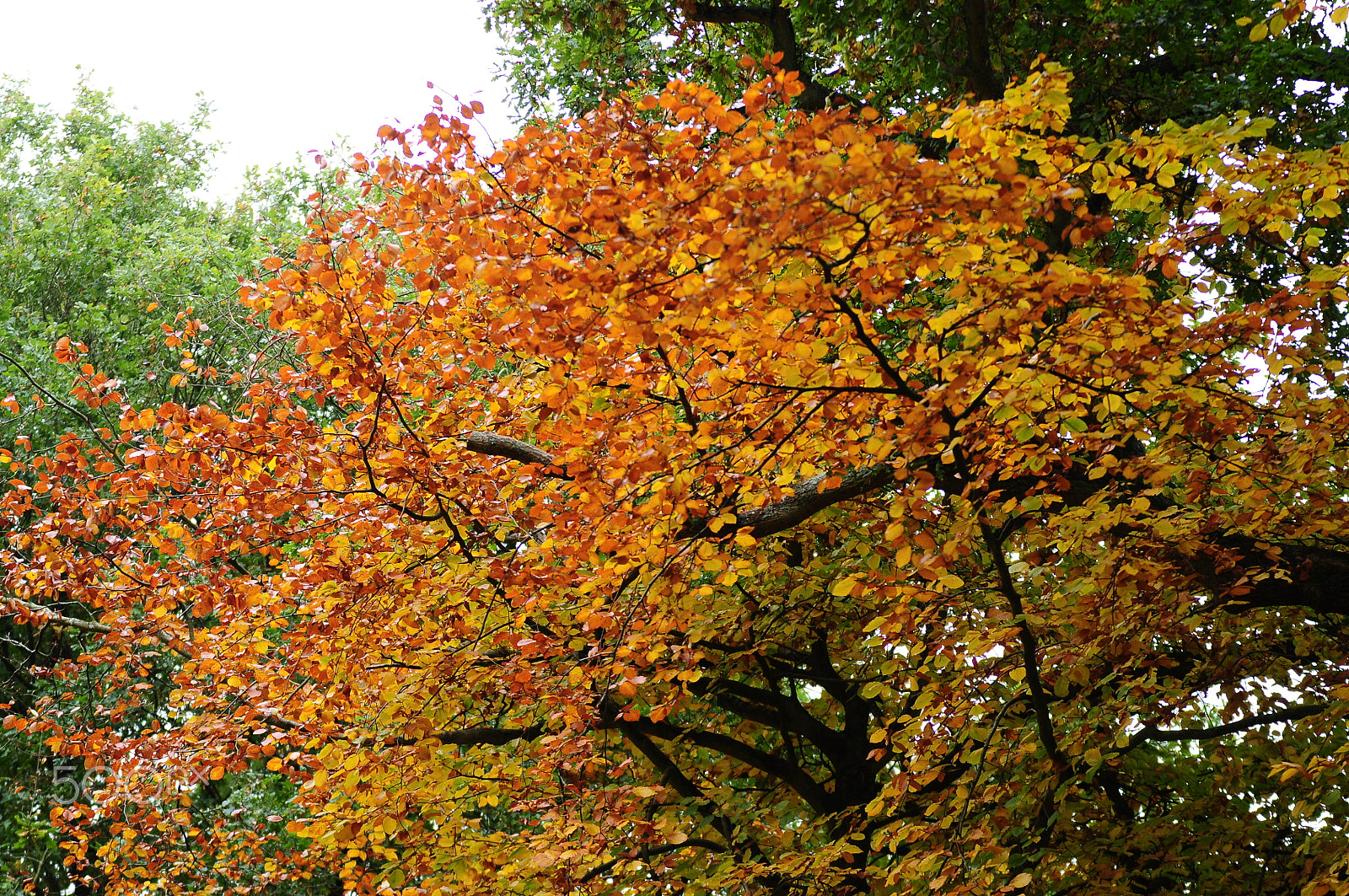 Nikon D90 sample photo. Ashridge estate, national trust, berkhampstead photography