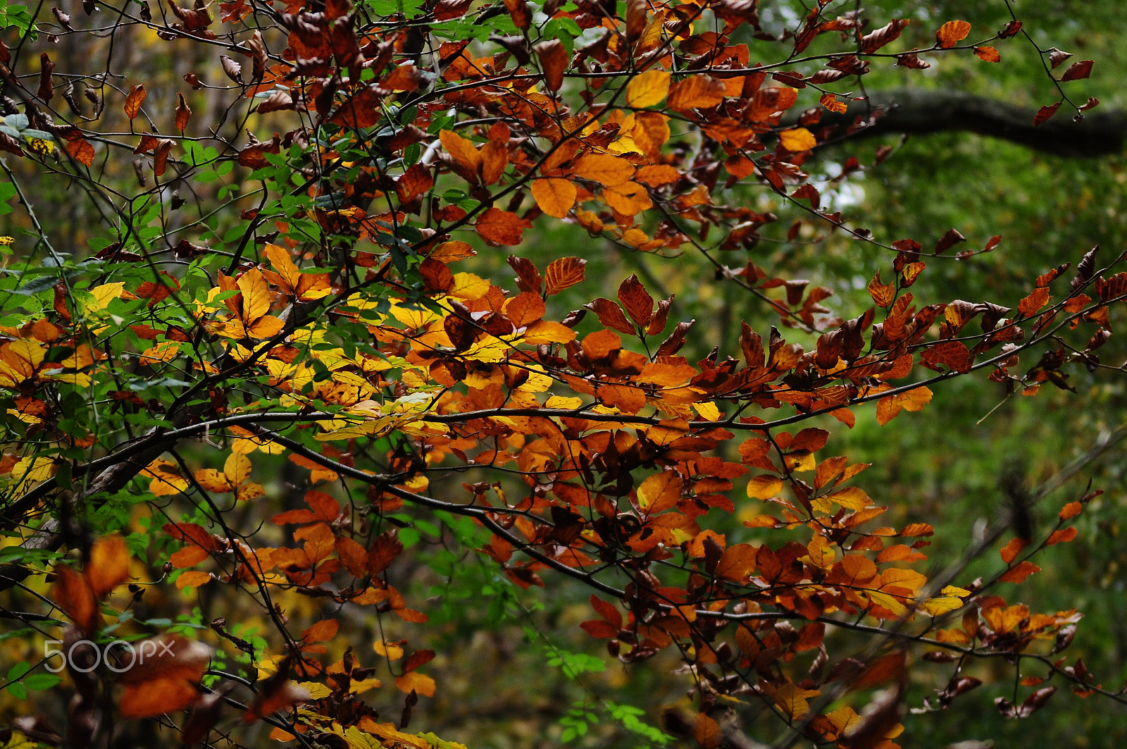 Nikon D90 sample photo. Ashridge estate, national trust, berkhampstead photography