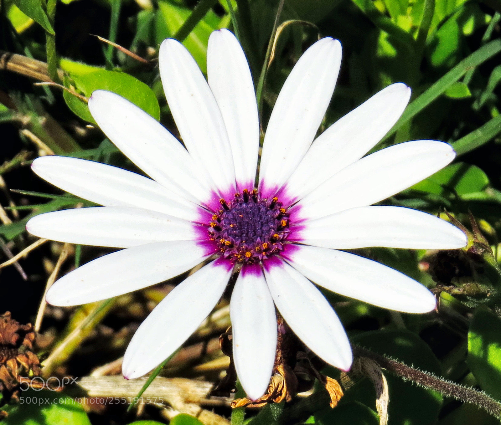 Canon PowerShot SX50 HS sample photo. A white and purple photography