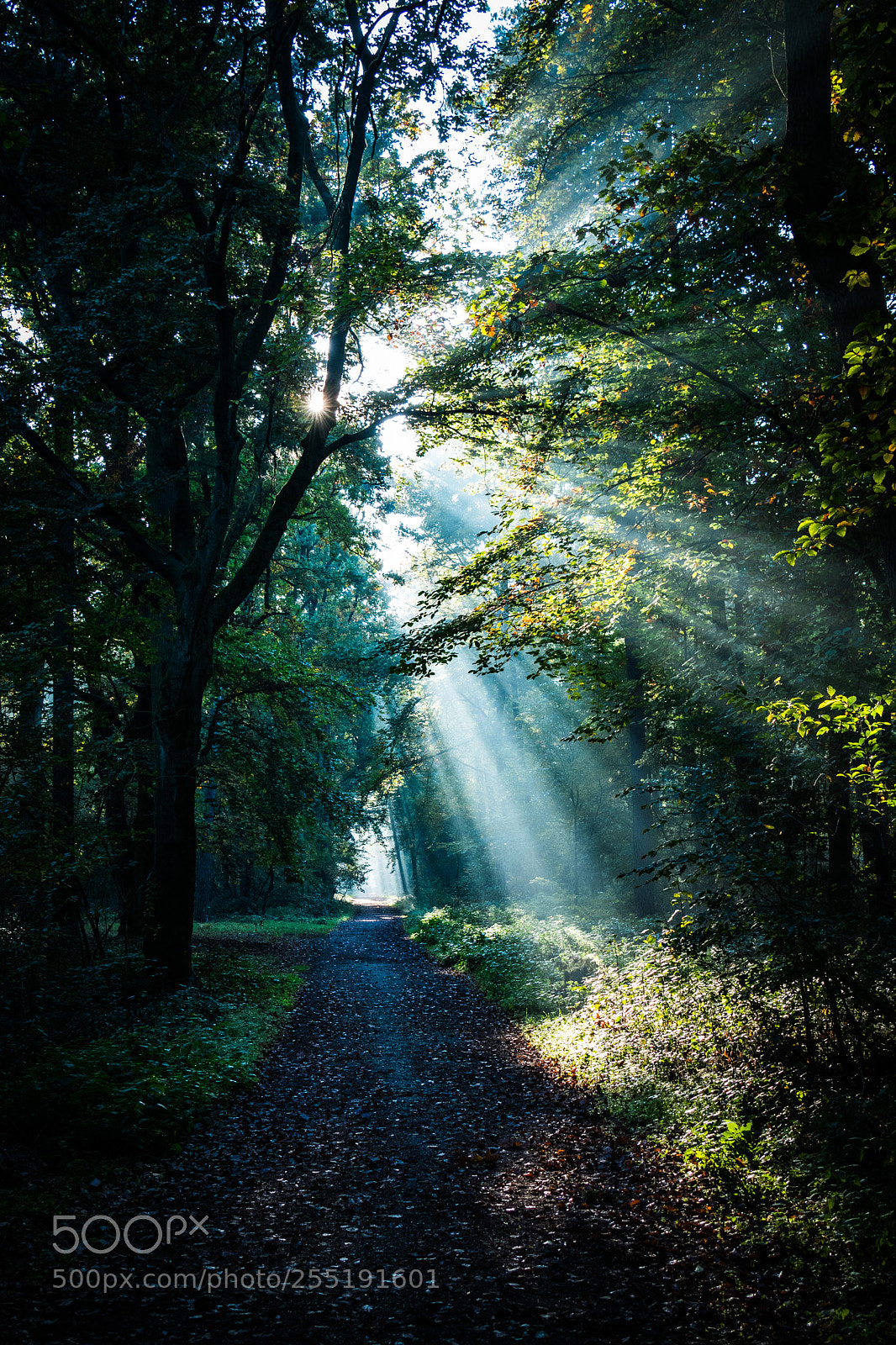 Nikon D500 sample photo. Hockenheimring morning light photography