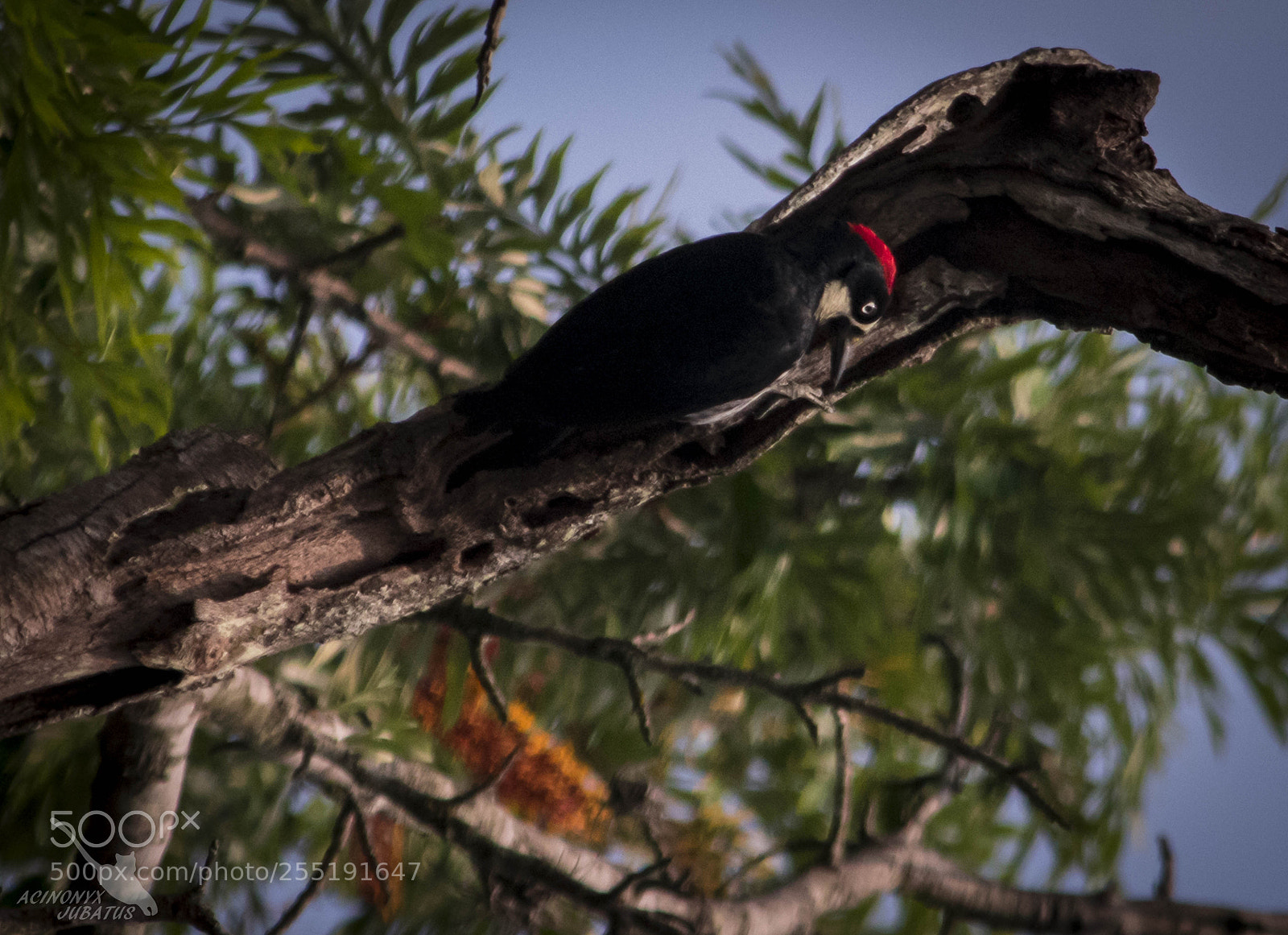 Nikon D5500 sample photo. Untitled photography