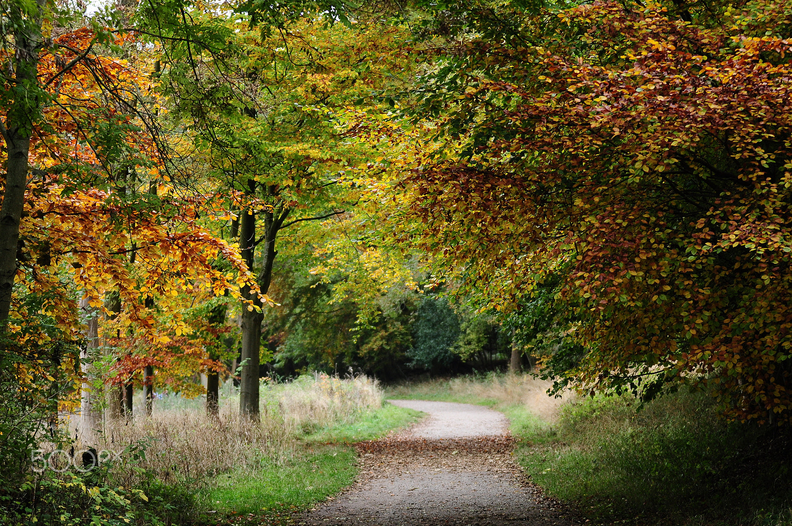 Nikon D90 + Sigma 70-200mm F2.8 EX DG OS HSM sample photo. Ashridge estate, national trust, berkhampstead photography