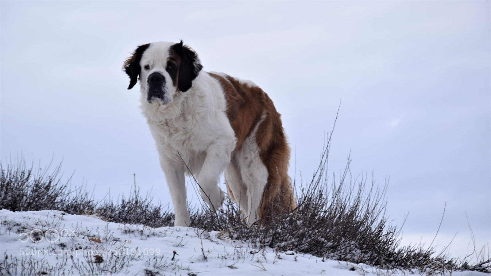 Nikon D3300 sample photo. Gopi my saint bernard photography