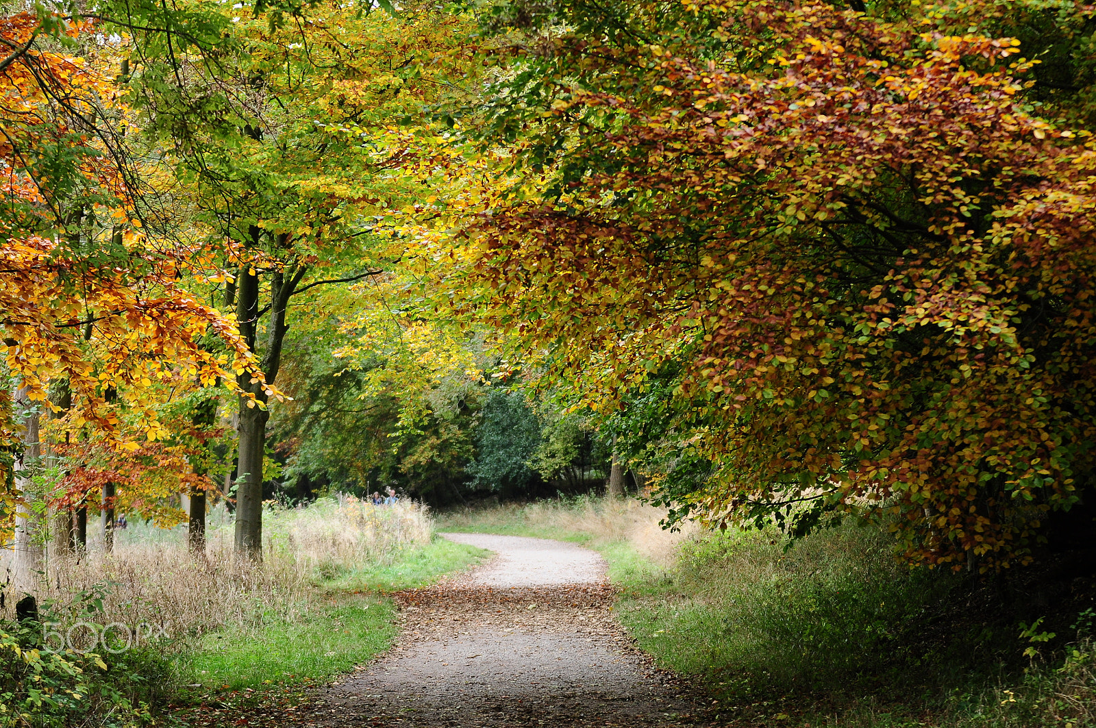 Nikon D90 + Sigma 70-200mm F2.8 EX DG OS HSM sample photo. Ashridge estate, national trust, berkhampstead photography