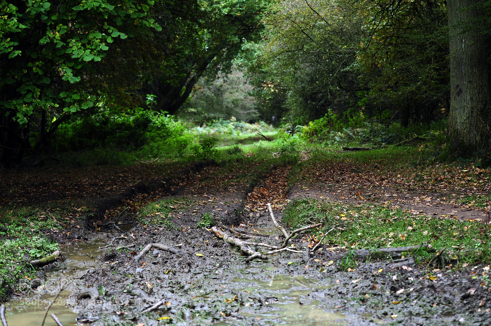 Nikon D90 sample photo. Ashridge estate, national trust photography
