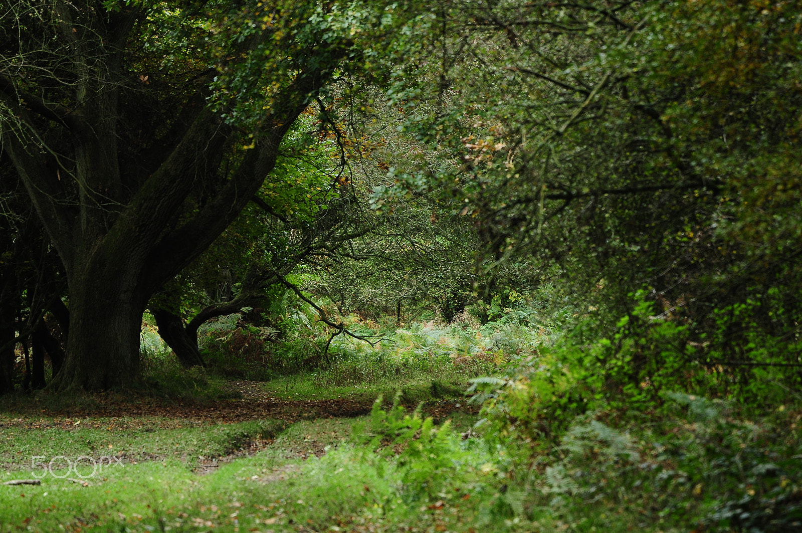 Nikon D90 + Sigma 50-500mm F4.5-6.3 DG OS HSM sample photo. Ashridge estate, national trust, berkhampstead photography