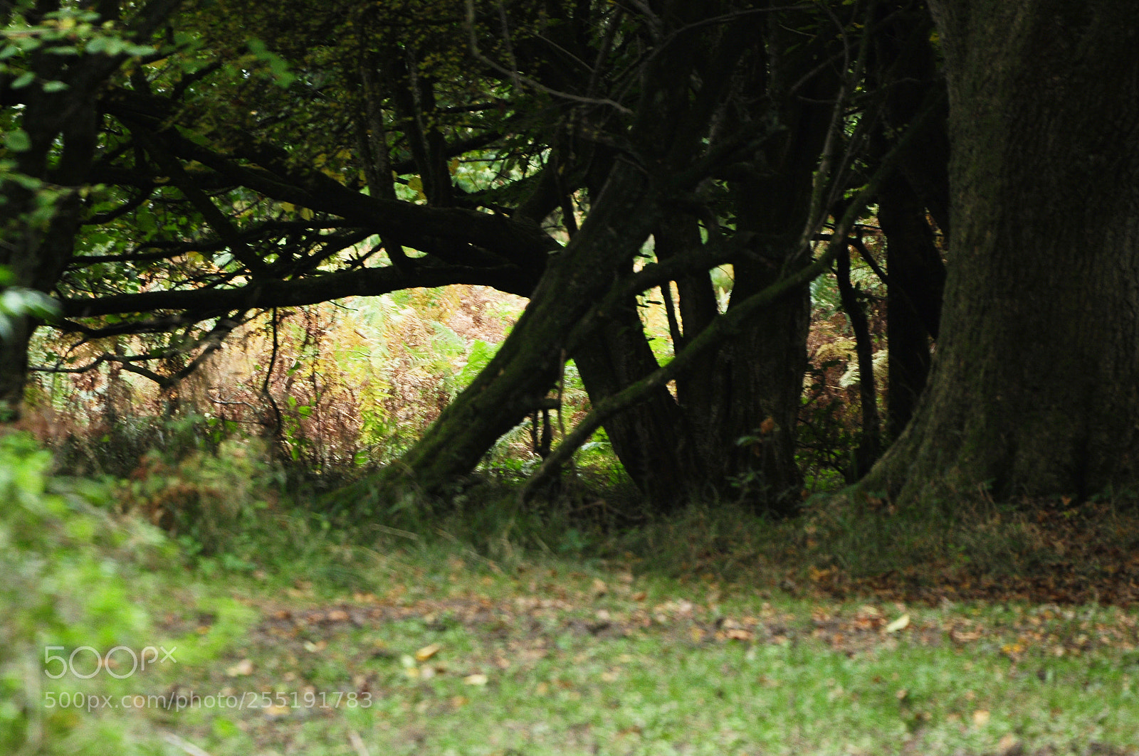Nikon D90 sample photo. Ashridge estate, national trust photography