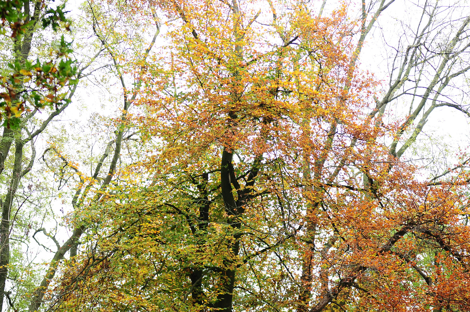 Nikon D90 sample photo. Ashridge estate, national trust, berkhampstead photography