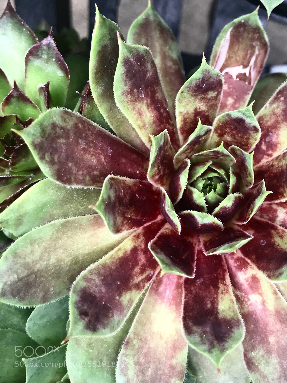 Apple iPhone 7 Plus sample photo. Colors on green photography