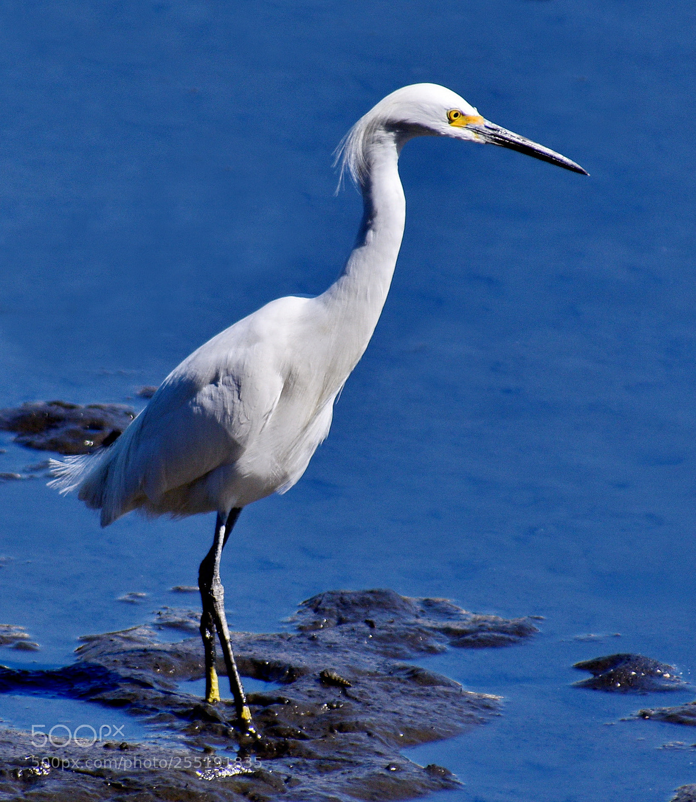 Nikon D7200 sample photo. A white egret walking photography