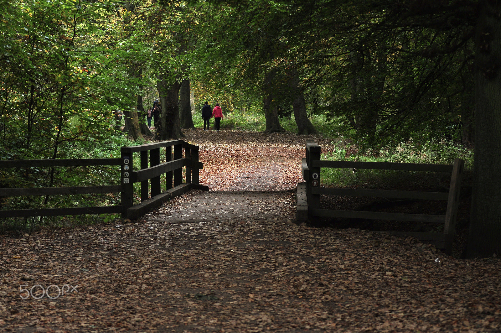 Sigma 70-200mm F2.8 EX DG OS HSM sample photo. Ashridge estate, national trust, berkhampstead photography