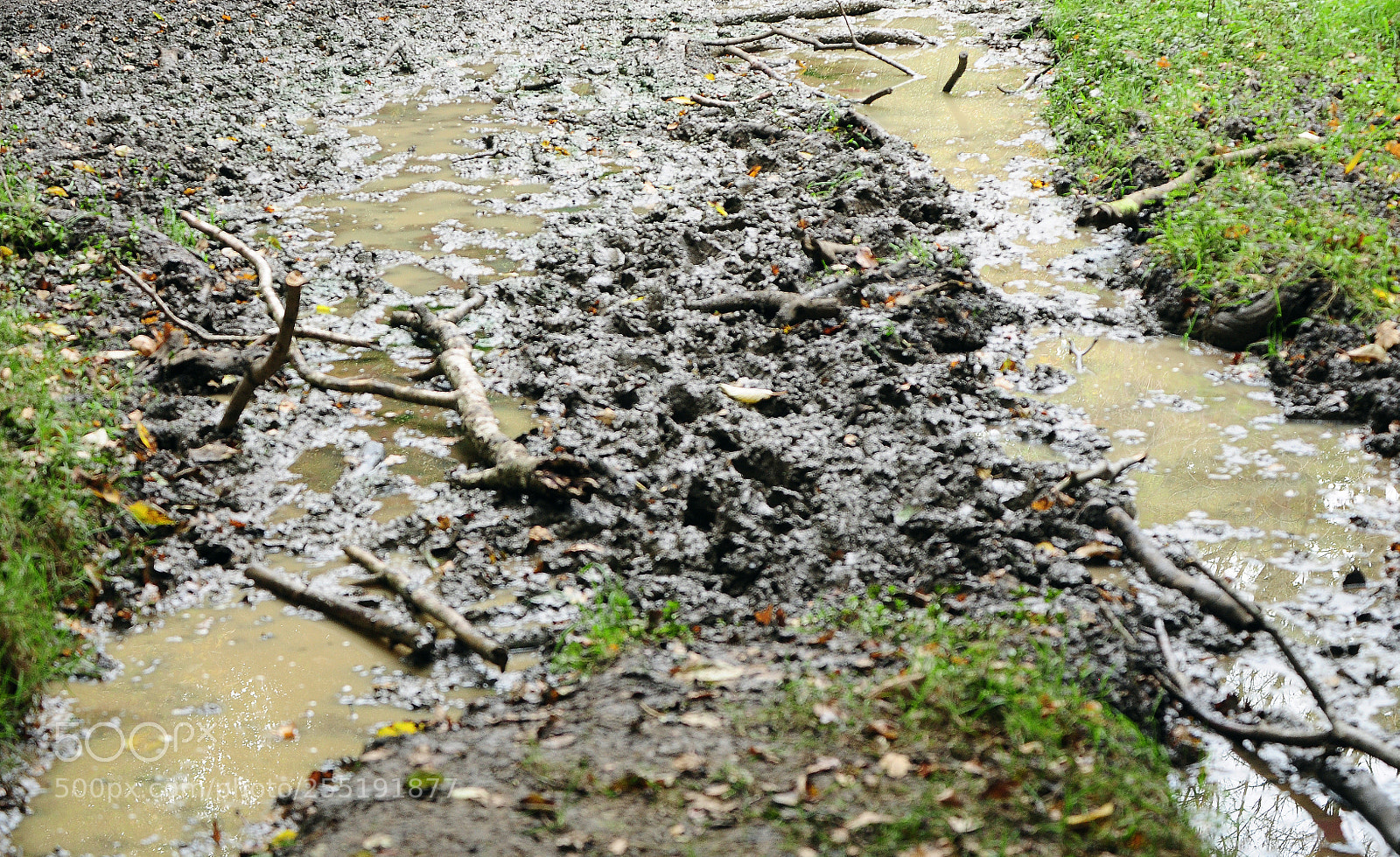 Nikon D90 sample photo. Ashridge estate, national trust photography