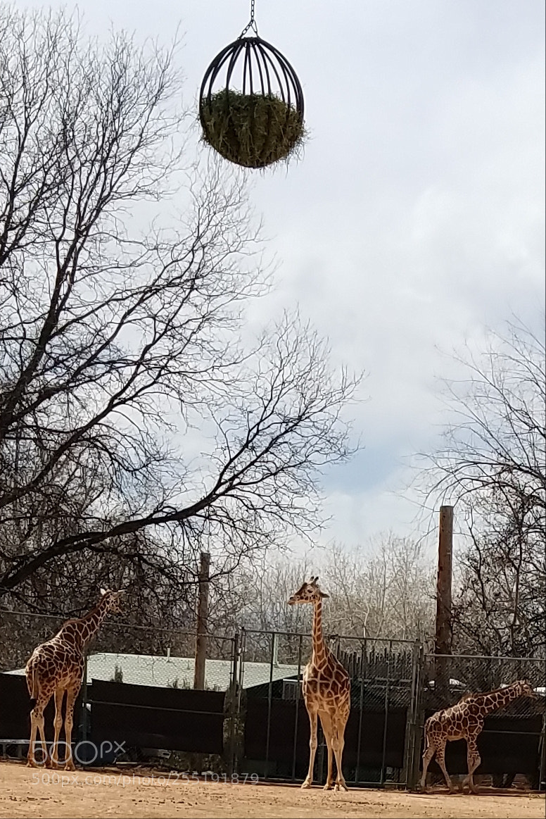 Samsung Galaxy S7 sample photo. Denver zoo photography
