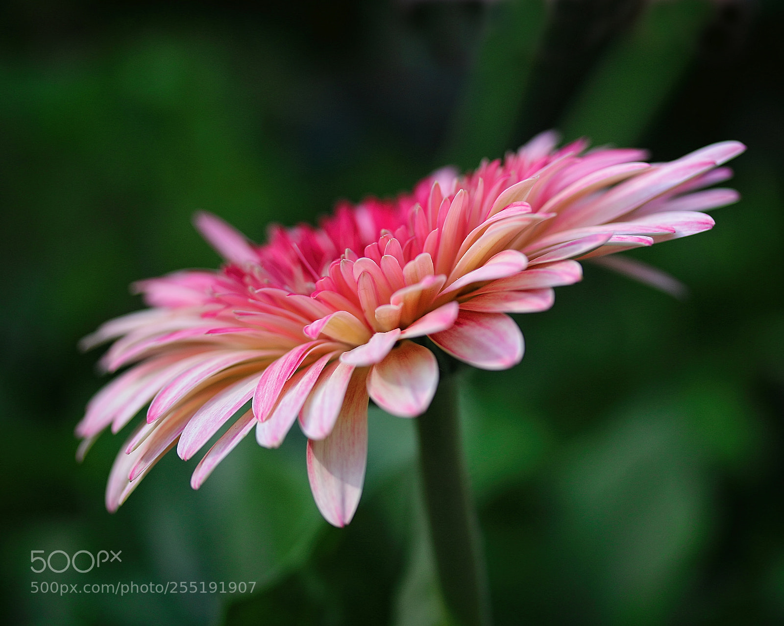 Canon EOS 70D sample photo. Graceful photography