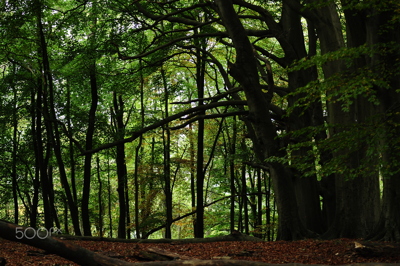 Sigma 70-200mm F2.8 EX DG OS HSM sample photo. Ashridge estate, national trust, berkhampstead photography