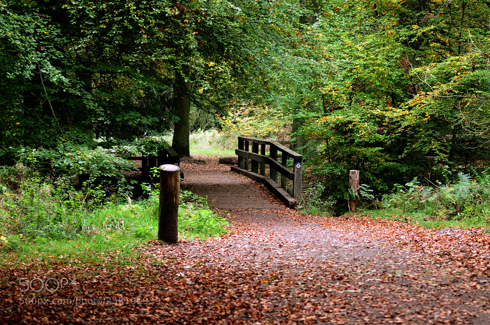 Nikon D90 sample photo. Ashridge estate, national trust photography