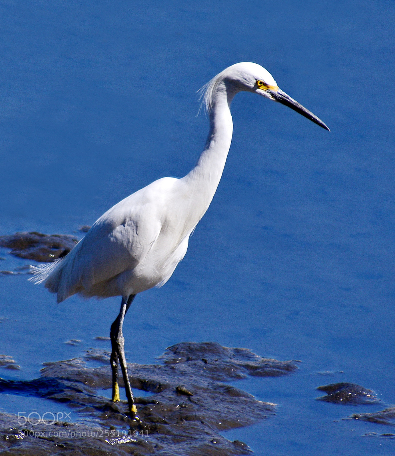 Nikon D7200 sample photo. White egret walking in photography