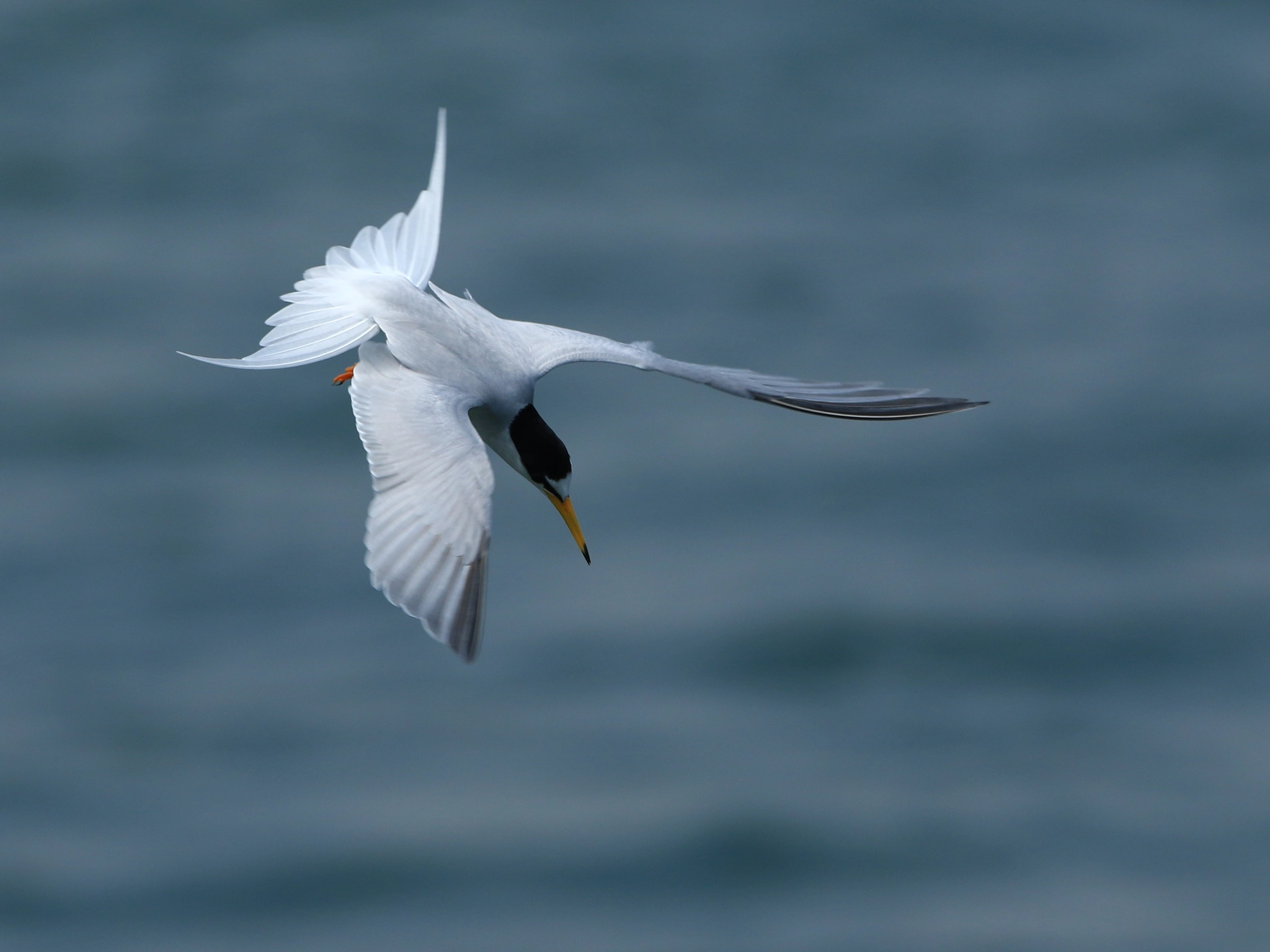 Canon EOS 7D Mark II + Canon EF 400mm F2.8L IS USM sample photo. Lock-on❗ photography