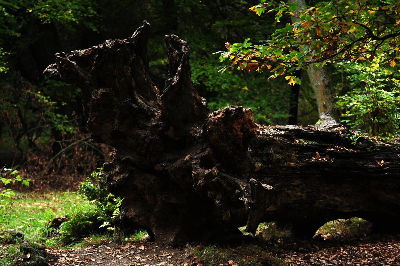 Nikon D90 + Sigma 70-200mm F2.8 EX DG OS HSM sample photo. Ashridge estate, national trust, berkhampstead photography