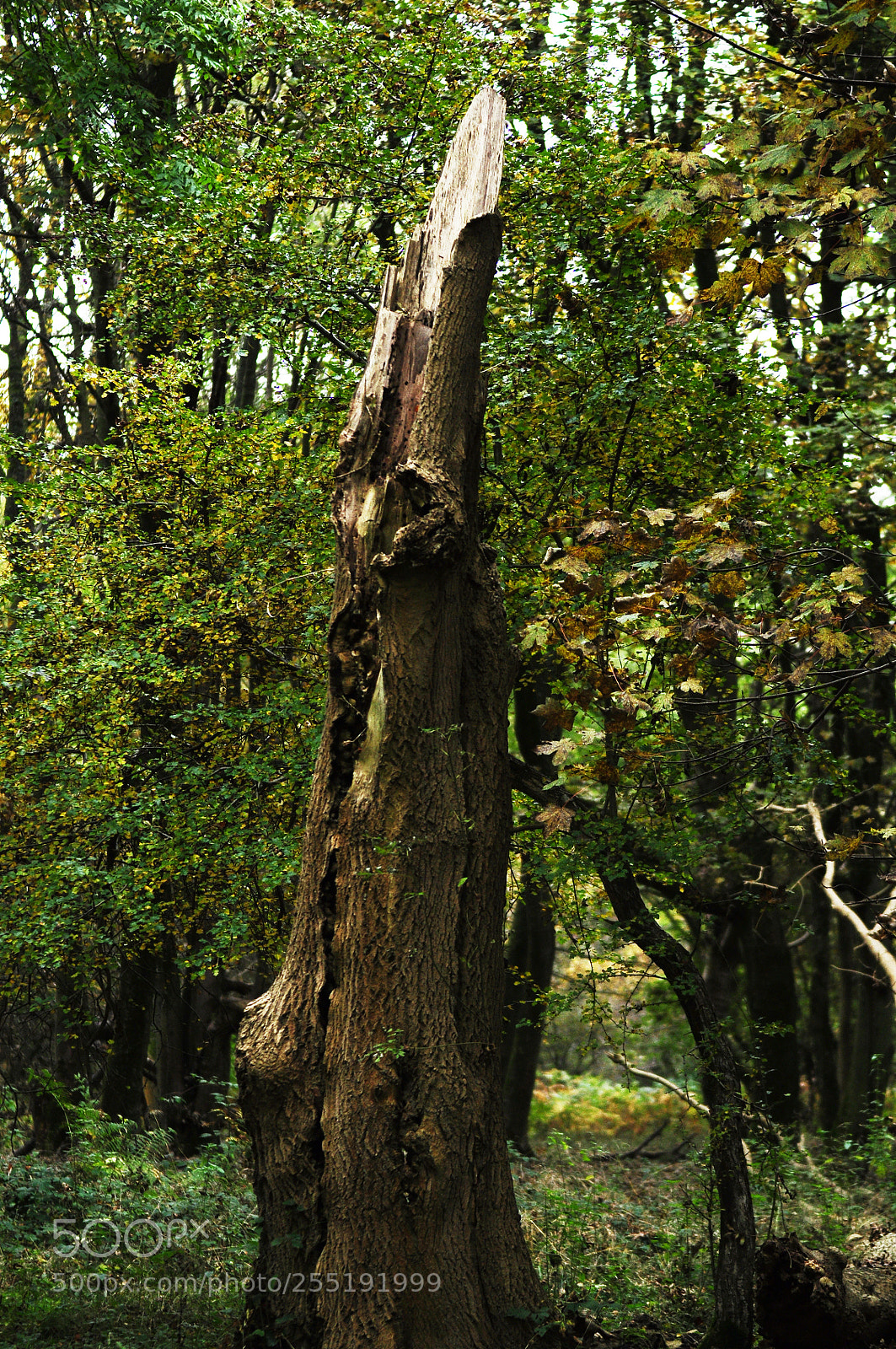 Nikon D90 sample photo. Ashridge estate, national trust photography