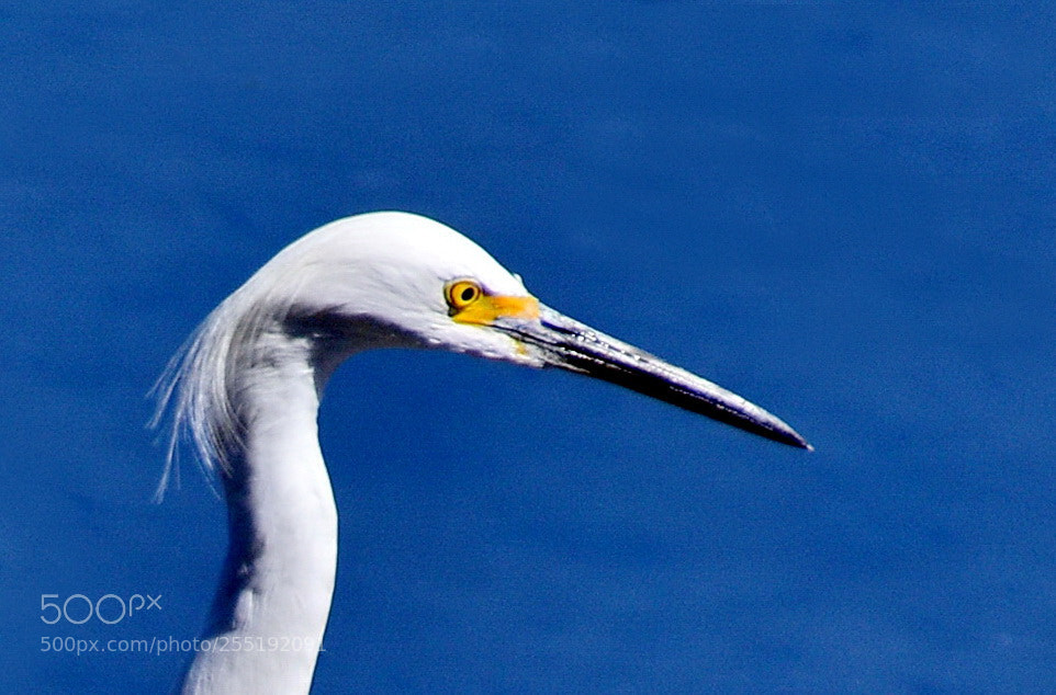 Nikon D7200 sample photo. A white egret portrait photography