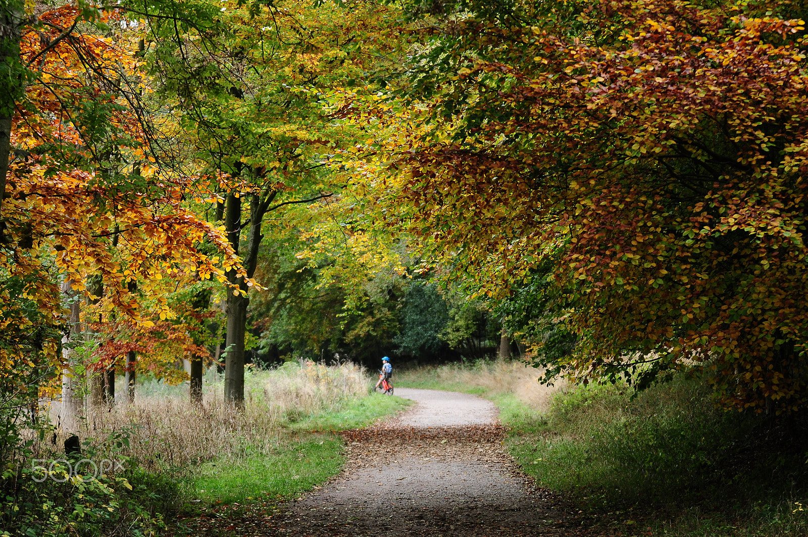 Nikon D90 sample photo. Ashridge estate, national trust, berkhampstead photography