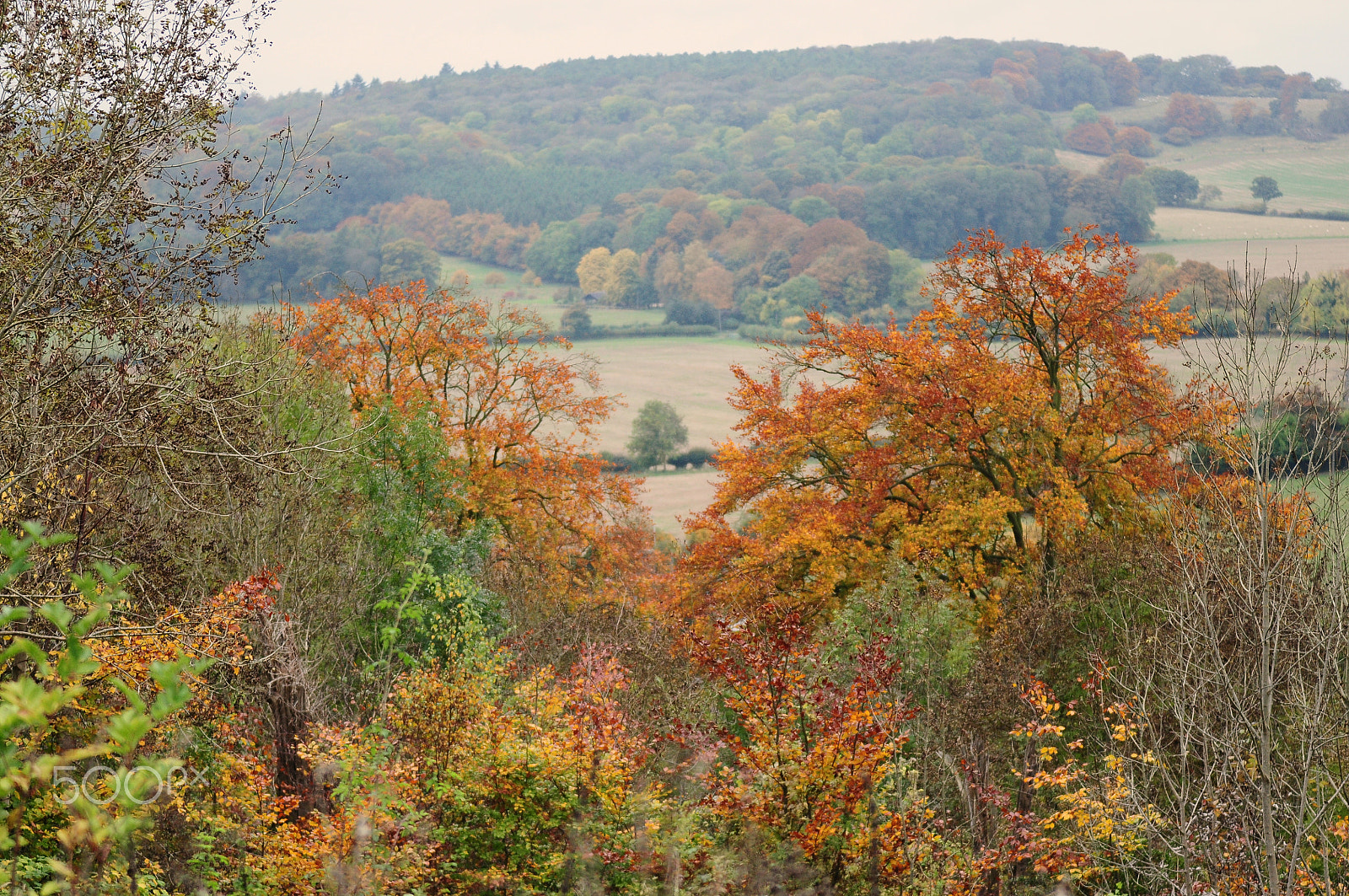 Nikon D90 sample photo. Ashridge estate, national trust, berkhampstead photography