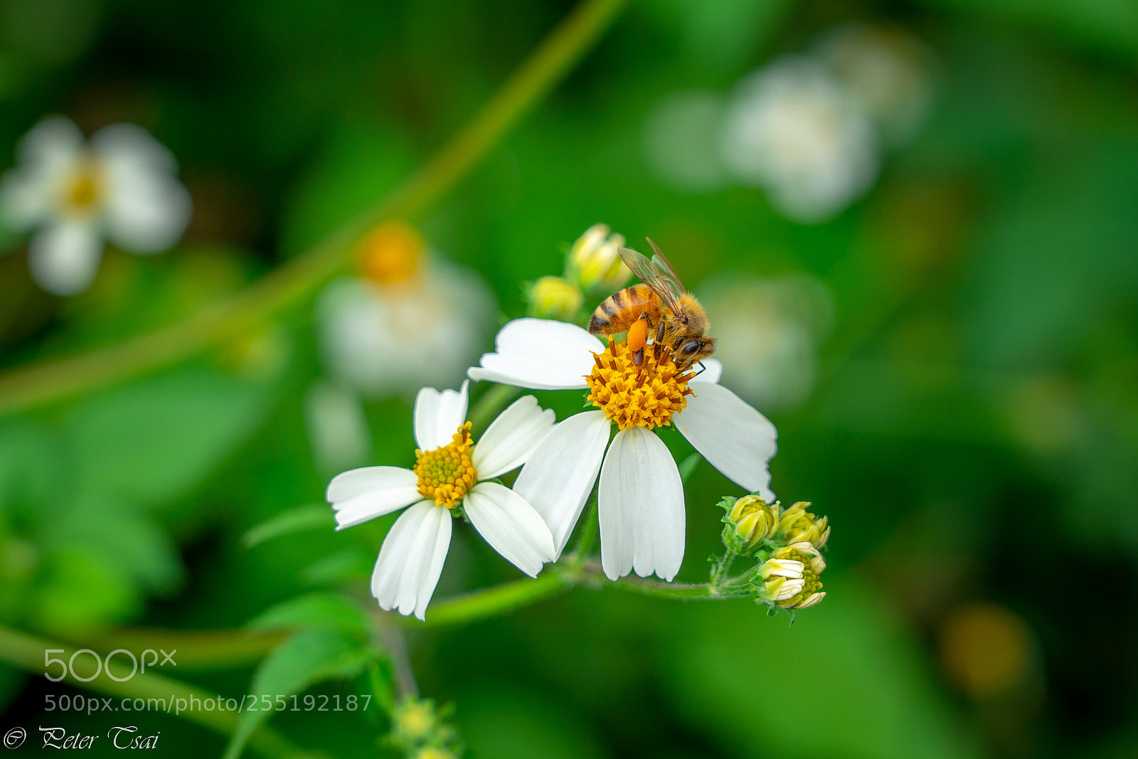 Sony a7R III sample photo. 蜜蜂 photography